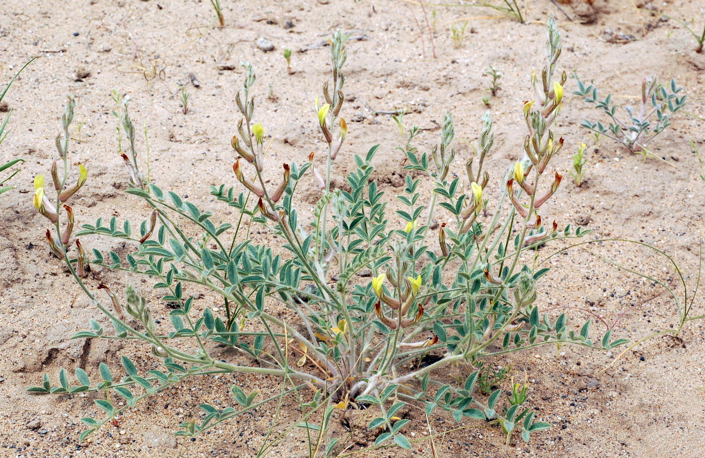 Изображение особи Astragalus turczaninowii.