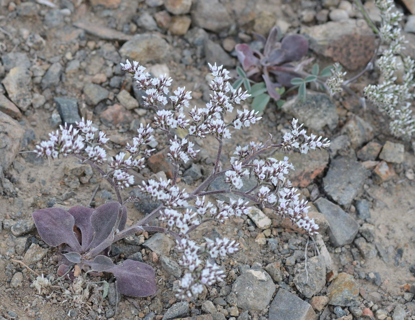 Image of Goniolimon strictum specimen.