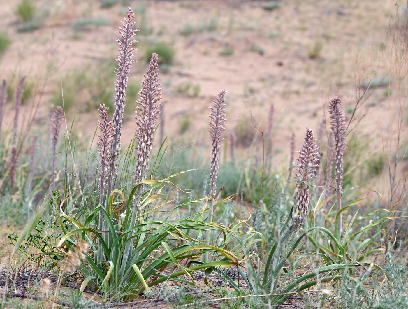Image of Eremurus inderiensis specimen.
