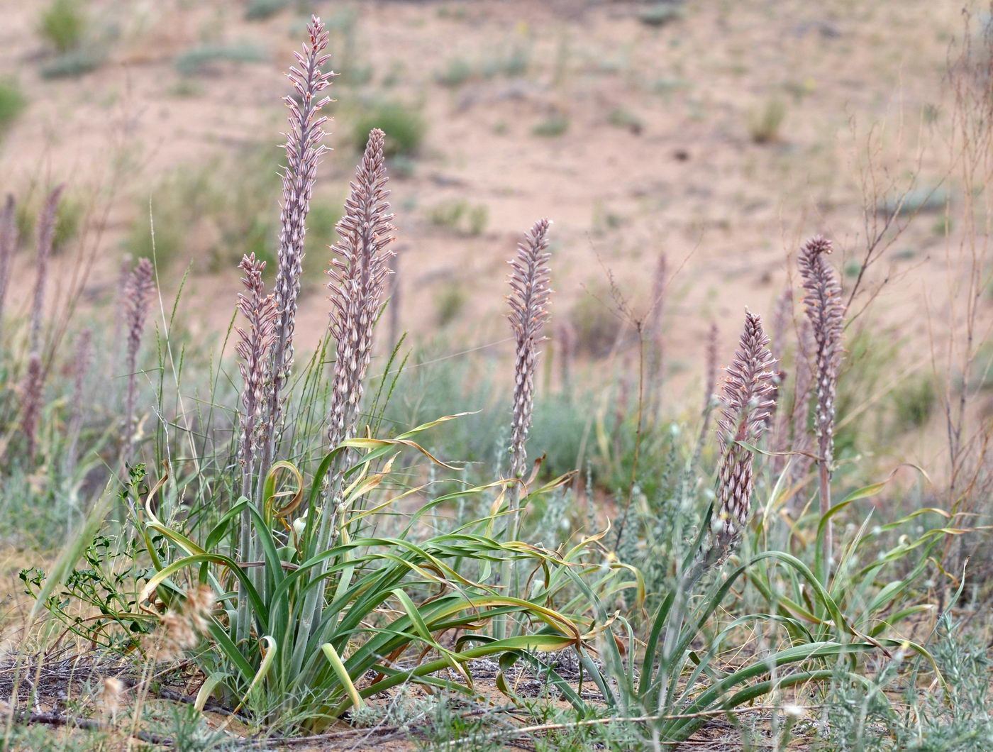 Изображение особи Eremurus inderiensis.