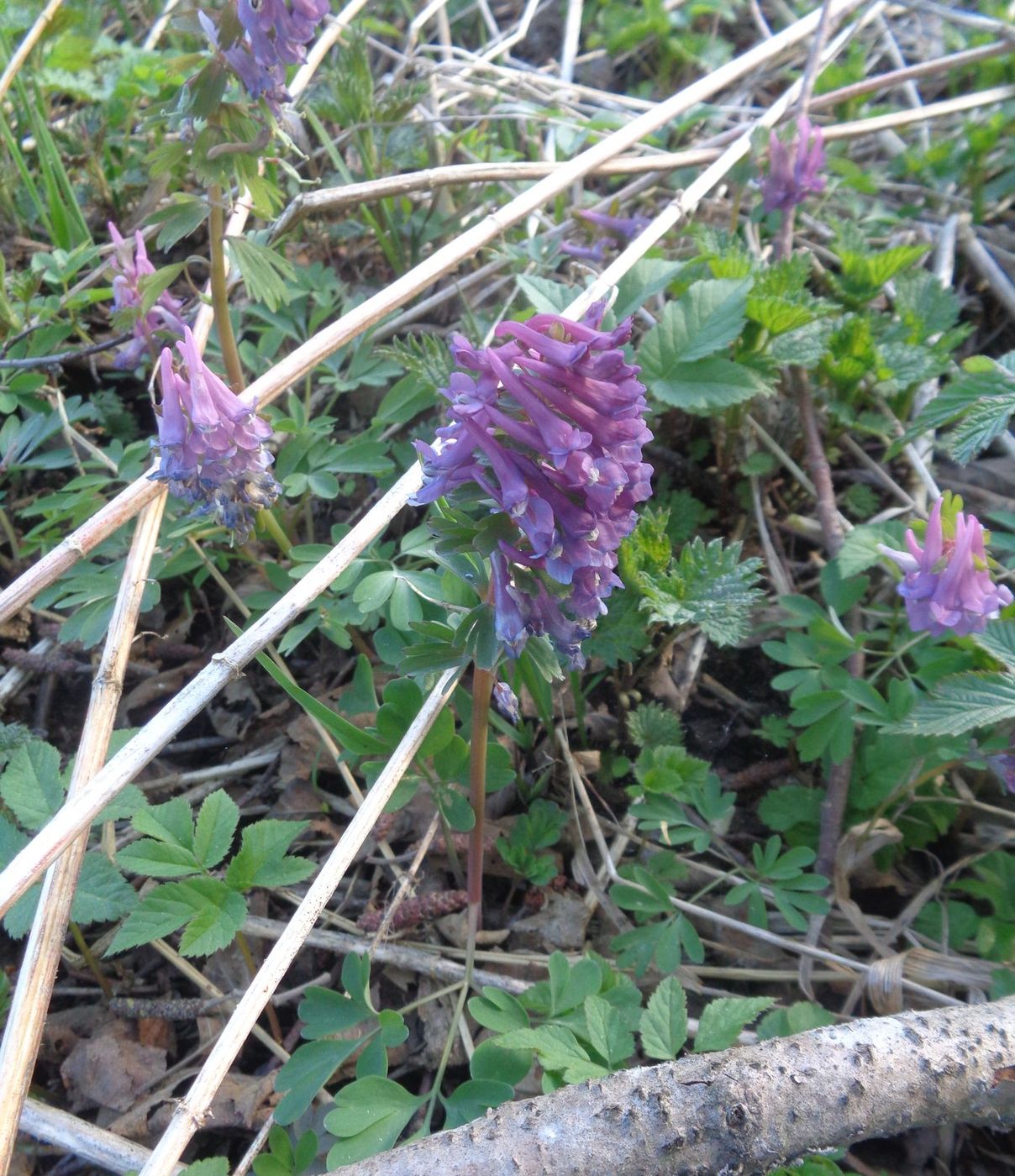 Image of Corydalis solida specimen.