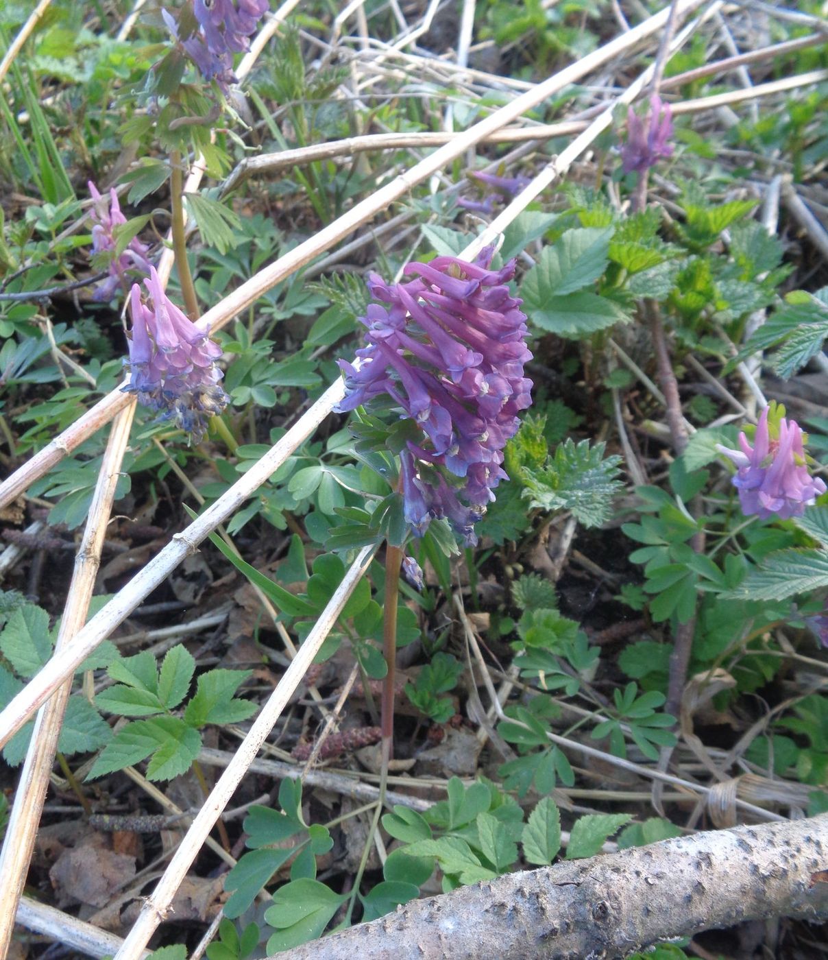 Изображение особи Corydalis solida.