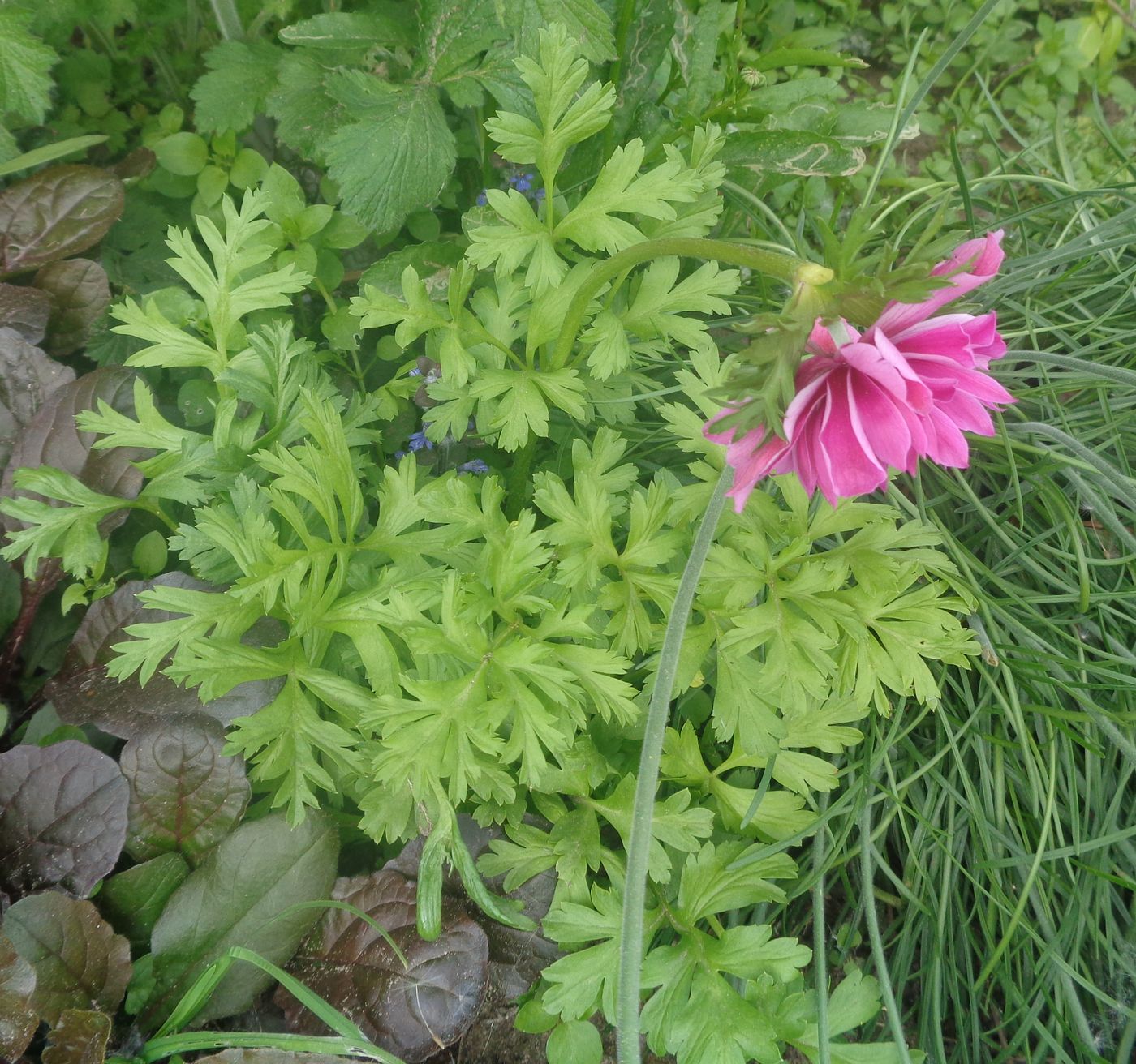 Изображение особи Anemone coronaria.