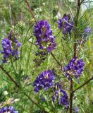 Medicago &times; varia