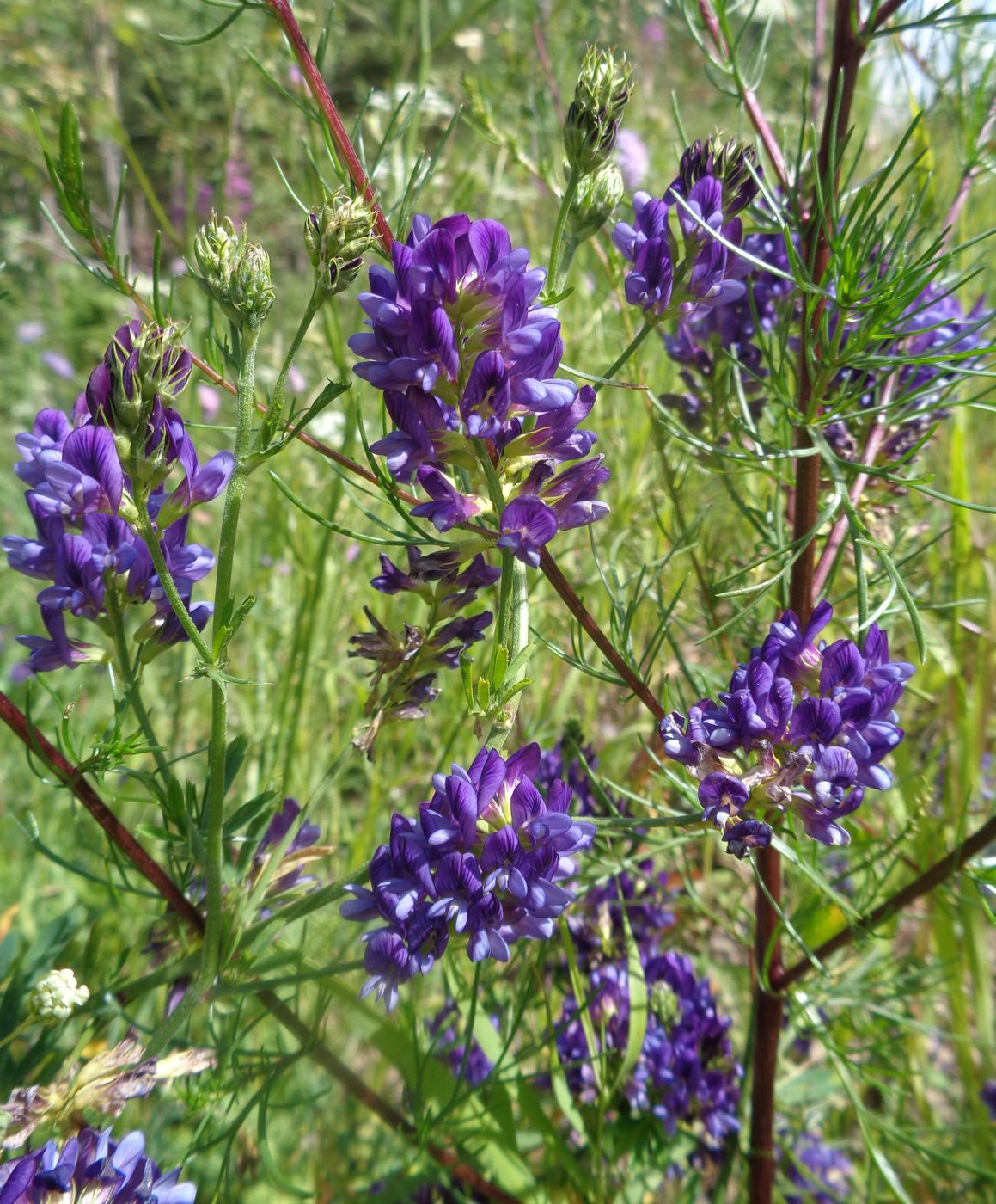 Image of Medicago × varia specimen.