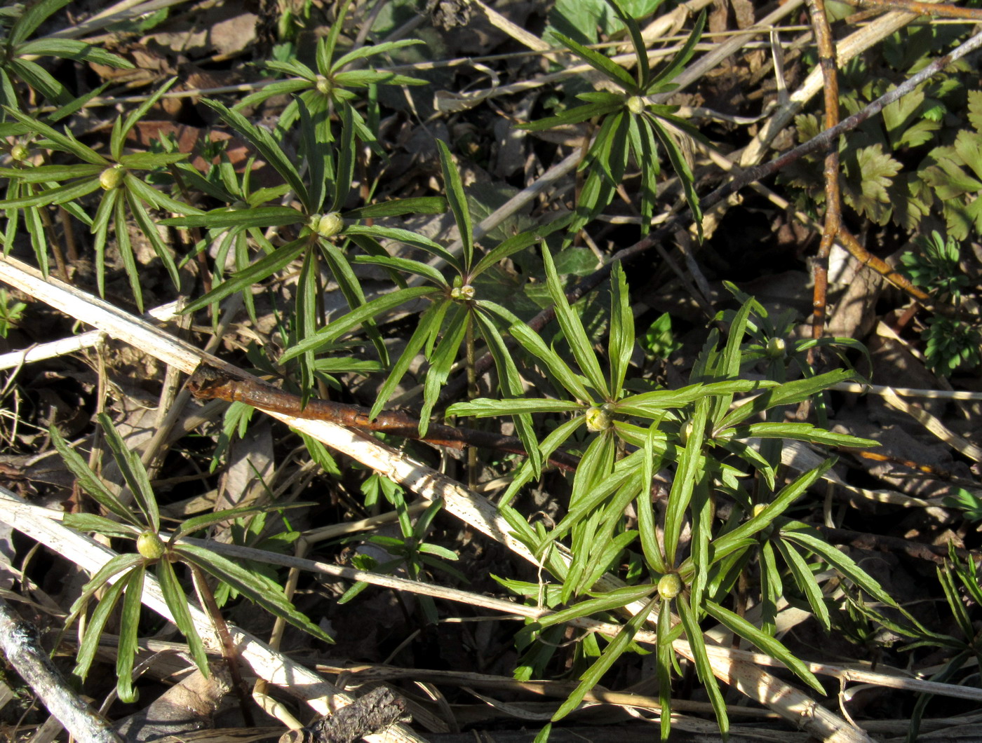 Image of Anemone jenisseensis specimen.