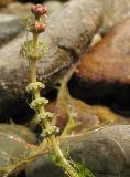 Myriophyllum sibiricum. Соцветие. Башкортостан, Бурзянский р-н, река Белая. 12.08.2010.