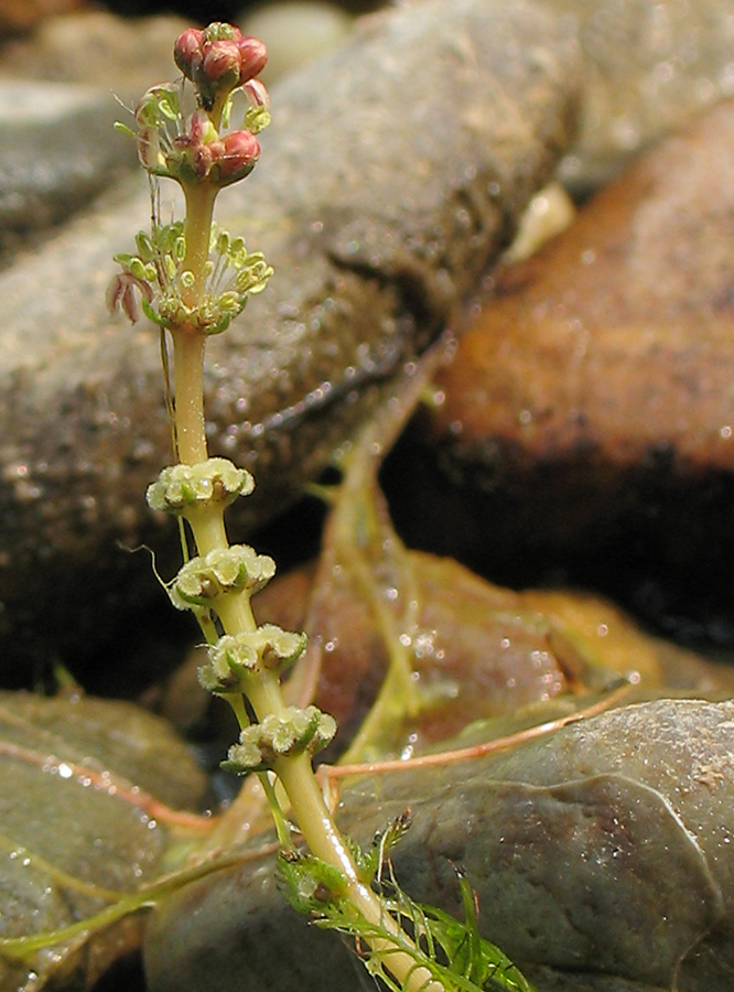 Image of Myriophyllum sibiricum specimen.