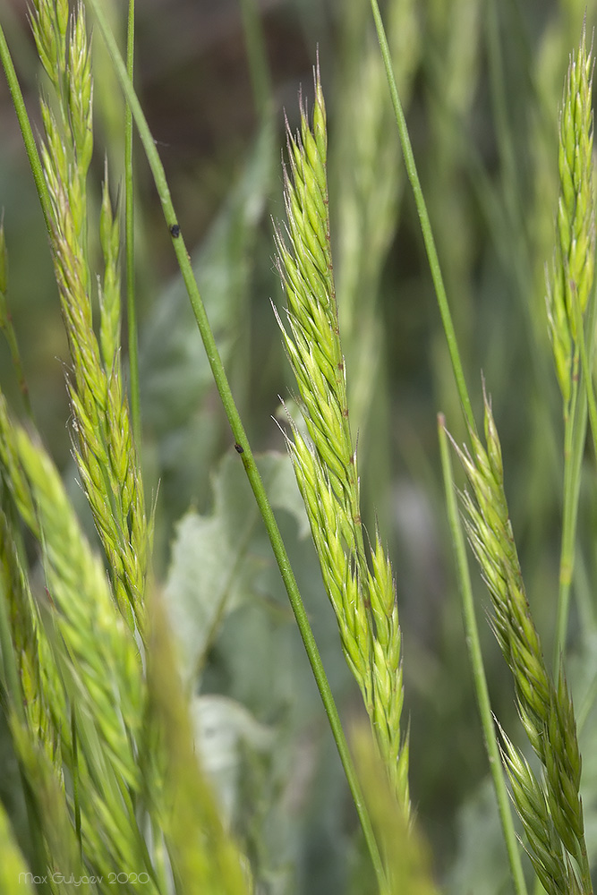 Изображение особи Festuca rupicola.