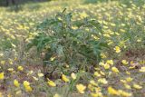 Solanum lichtensteinii