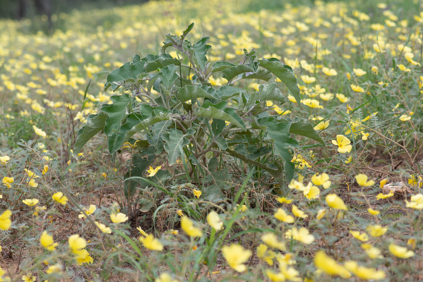 Изображение особи Solanum lichtensteinii.