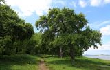 Malus mandshurica. Взрослое дерево. Приморский край, окр. г. Владивосток, п-ов Муравьёва-Амурского, опушка широколиственного леса на берегу моря. 05.06.2020.