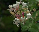 Lonicera caprifolium