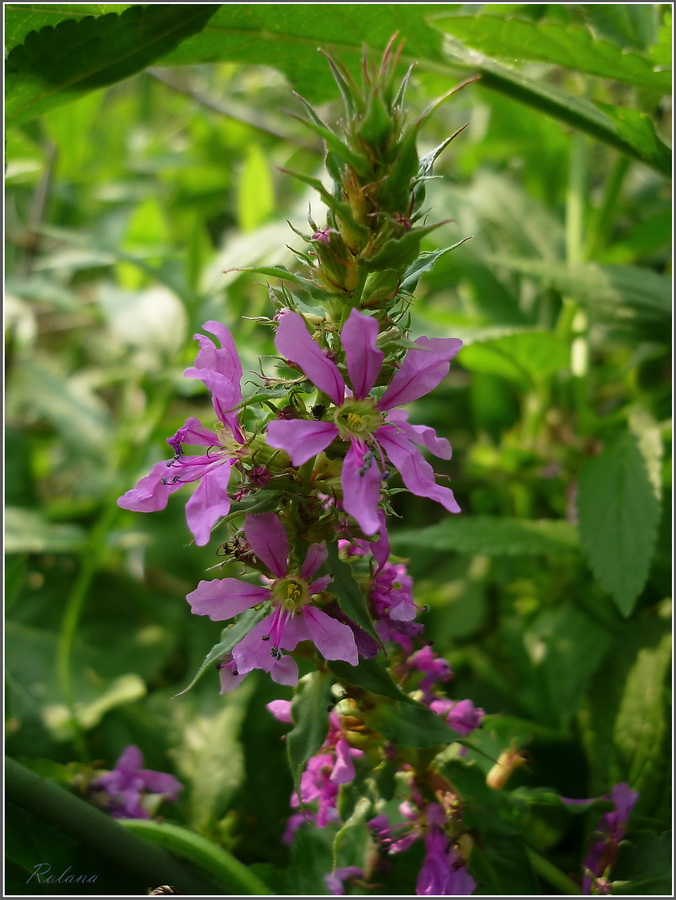 Image of Lythrum salicaria specimen.