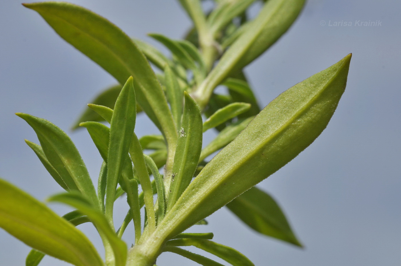 Image of Silene foliosa specimen.