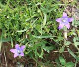 Campanula tridentata