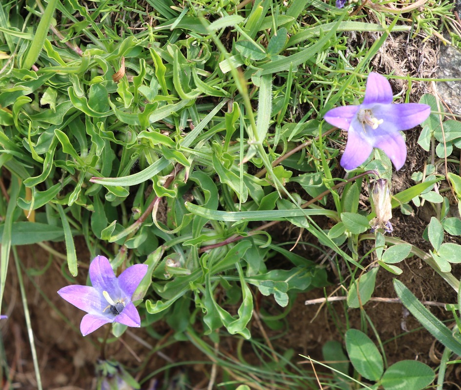 Image of Campanula tridentata specimen.