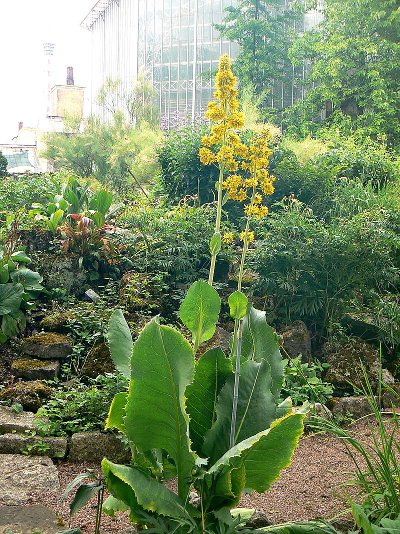 Image of Ligularia macrophylla specimen.