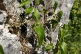 Smilax aspera