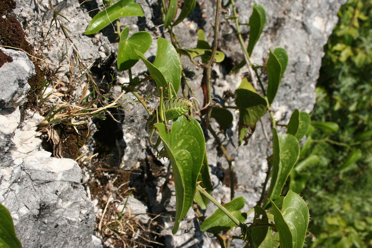 Image of Smilax aspera specimen.