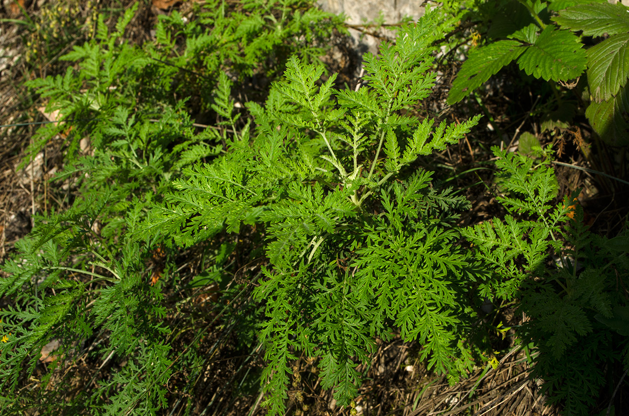 Изображение особи Artemisia stechmanniana.