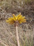 Taraxacum serotinum. Соцветие (вид сбоку). Украина, г. Запорожье, восточная окраина, долина р. Мокрая Московка, левый берег, разнотравная степь недалеко от железнодорожного моста. 10.10.2020.