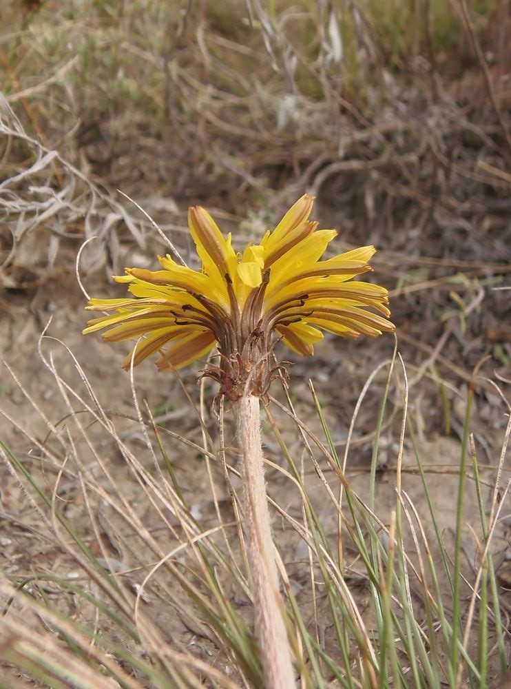 Изображение особи Taraxacum serotinum.