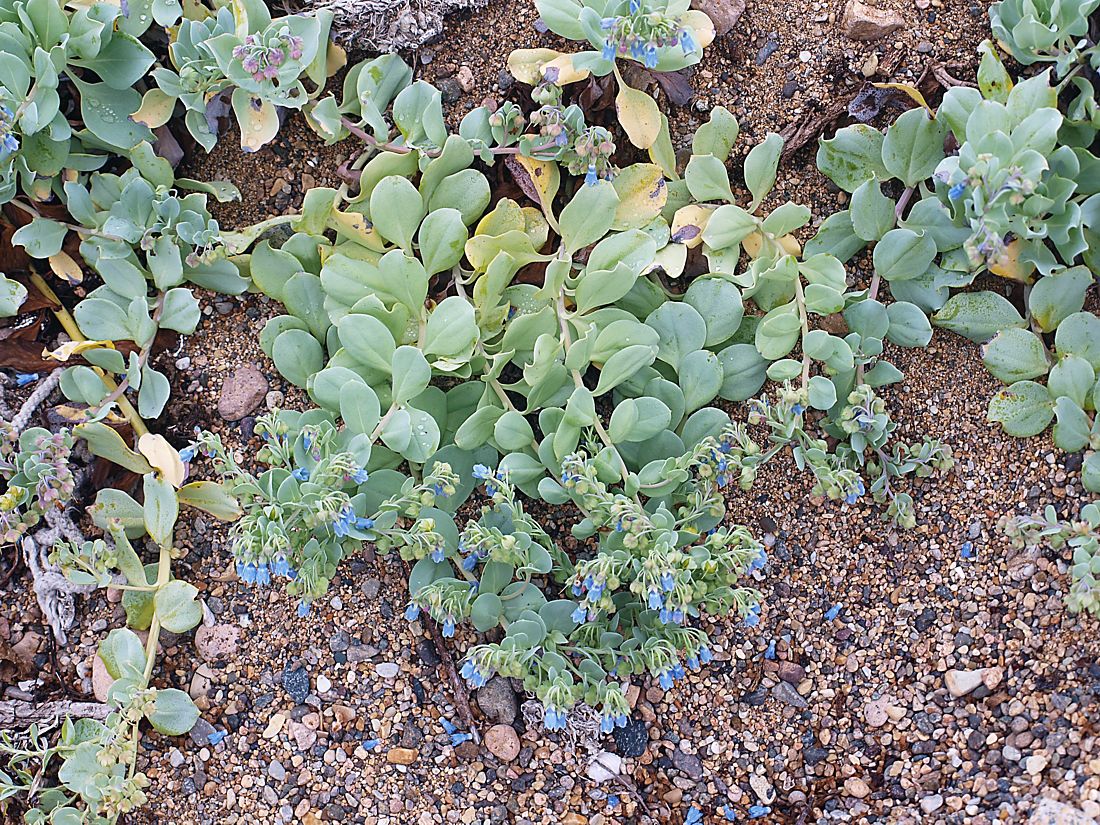 Image of Mertensia maritima specimen.