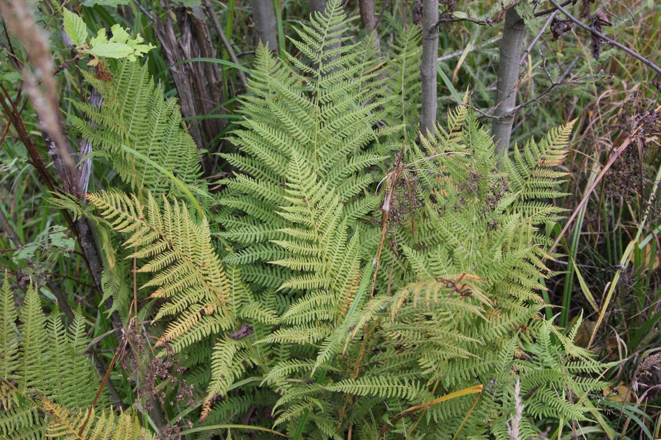 Image of Athyrium filix-femina specimen.