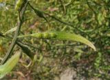 Sinapis alba