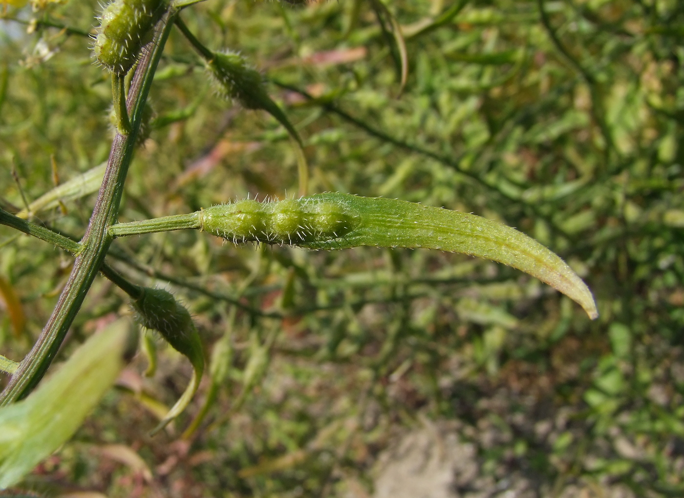 Image of Sinapis alba specimen.