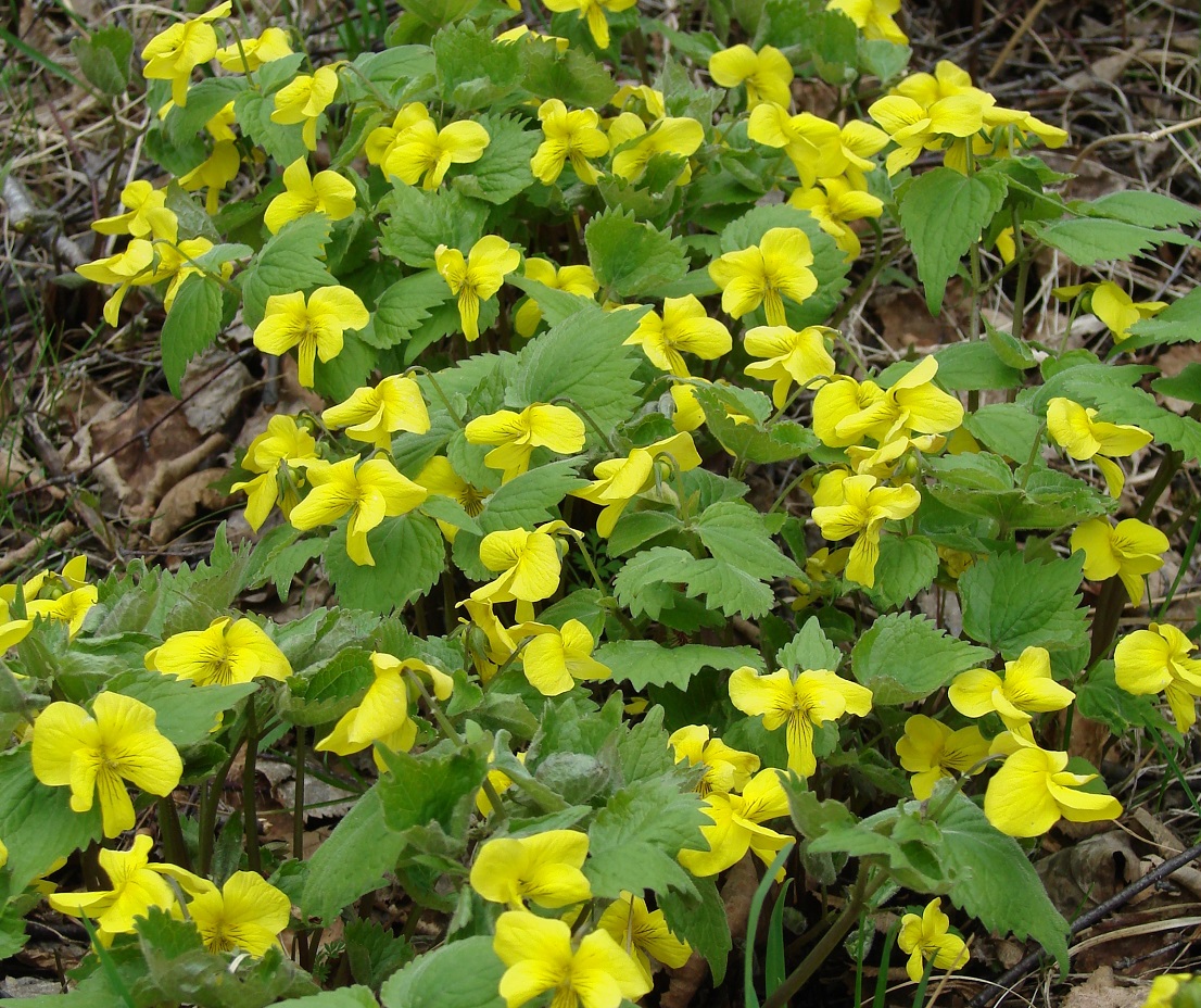 Image of Viola uniflora specimen.