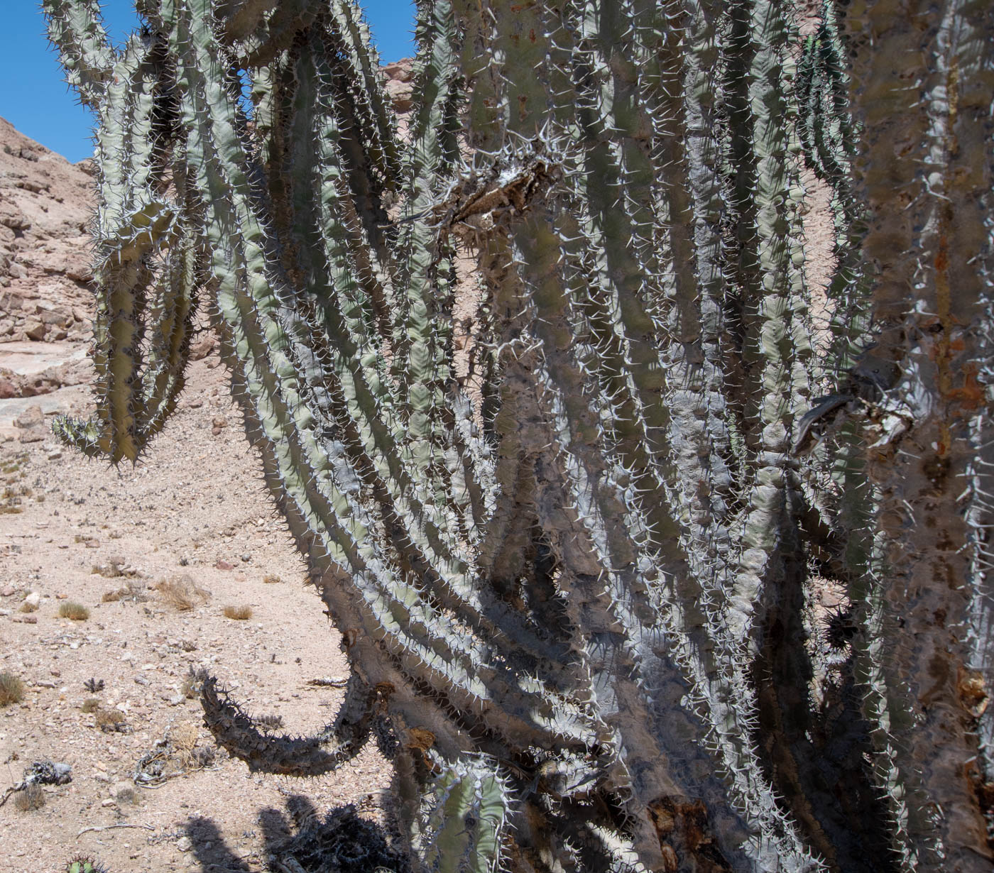 Image of Euphorbia virosa specimen.