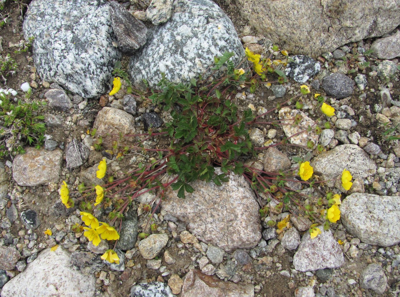 Image of Potentilla gelida specimen.