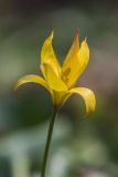 Tulipa biebersteiniana