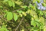 Ulmus glabra. Плодоносящая ветвь. Беларусь, г. Минск, Лошицкий парк. 08.05.2016.