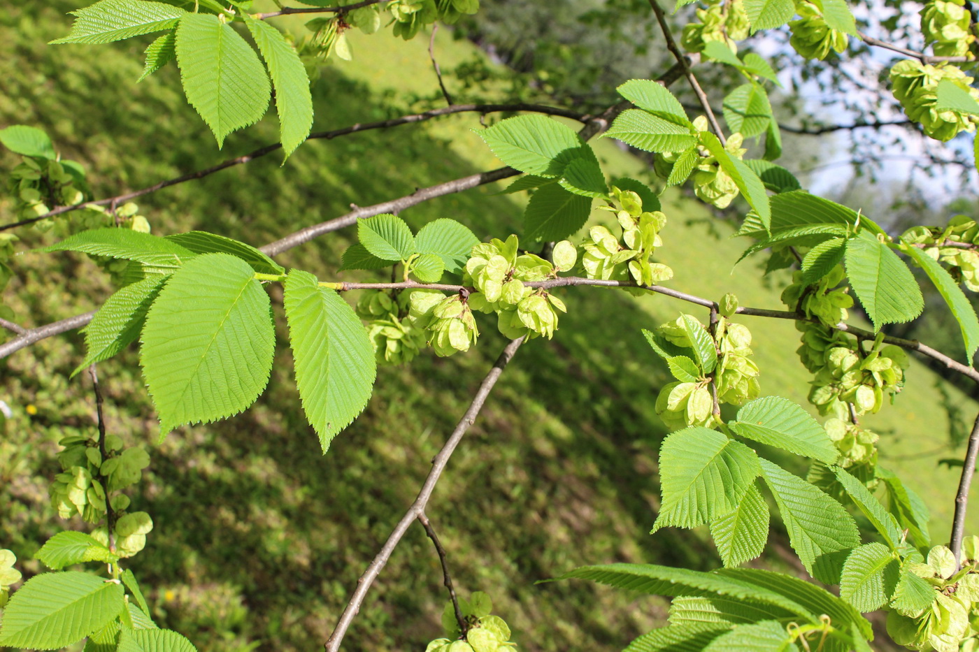 Image of Ulmus glabra specimen.