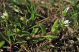Cerastium semidecandrum. Цветущее растение. Нидерланды, провинция Drenthe, национальный парк Drentsche Aa, заказник Gasterse Duinen, вересковая пустошь. 10 апреля 2011 г.