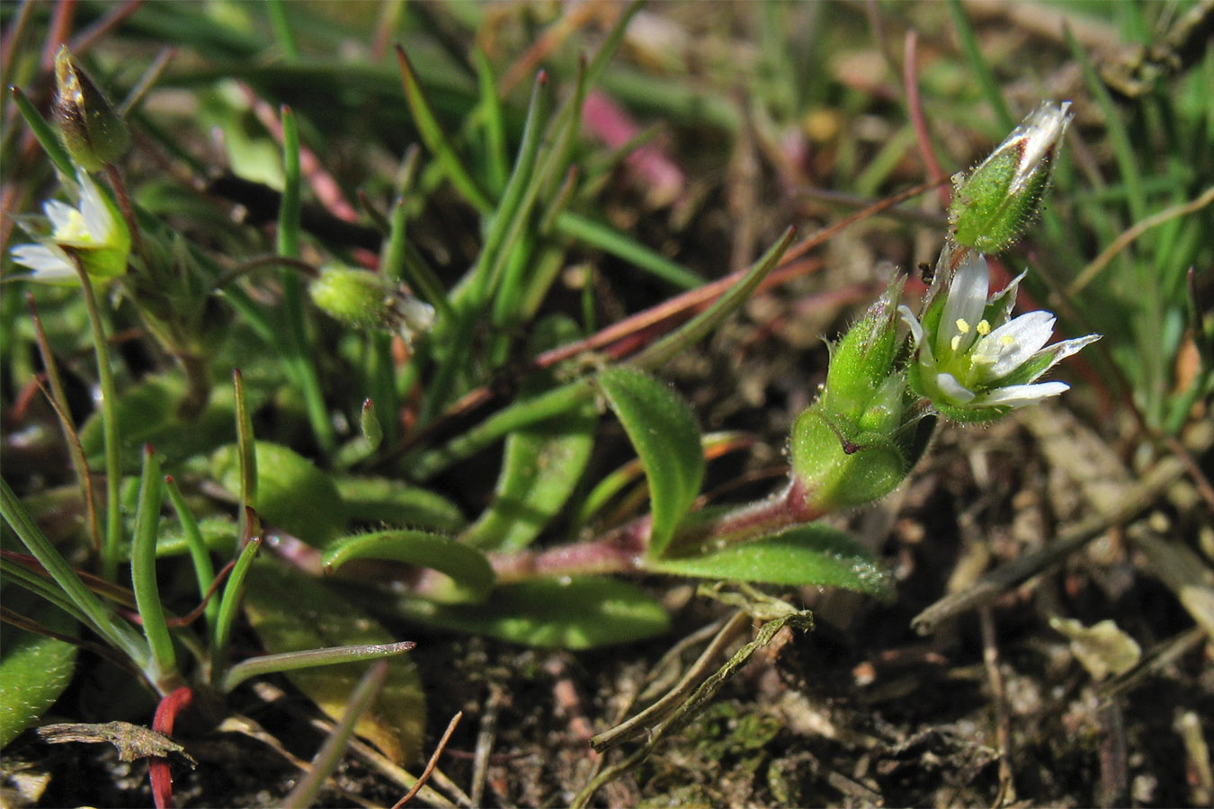 Изображение особи Cerastium semidecandrum.