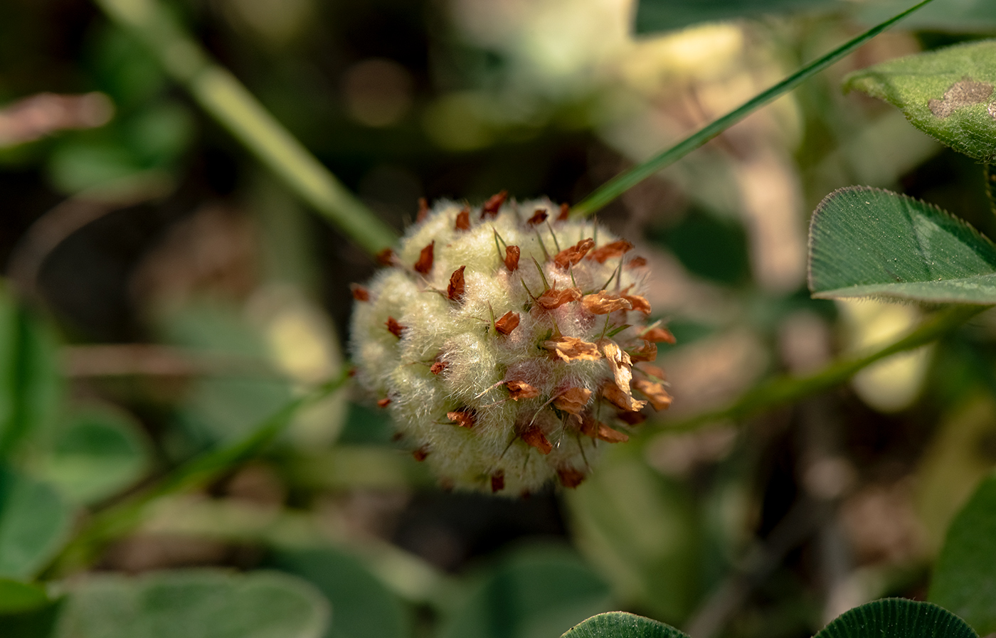 Изображение особи Trifolium fragiferum.