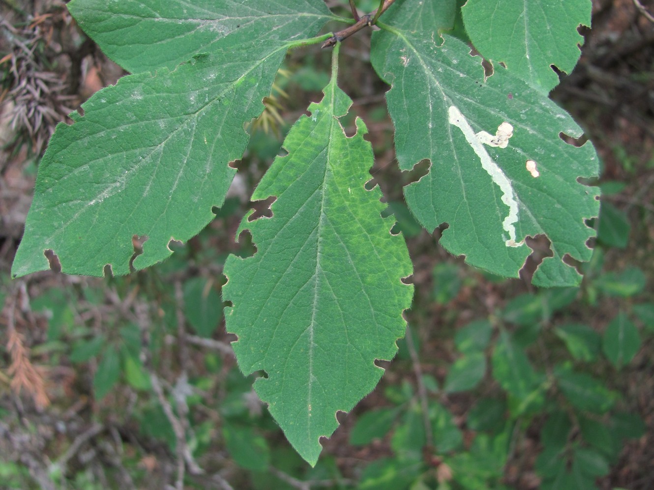 Image of Lonicera steveniana specimen.