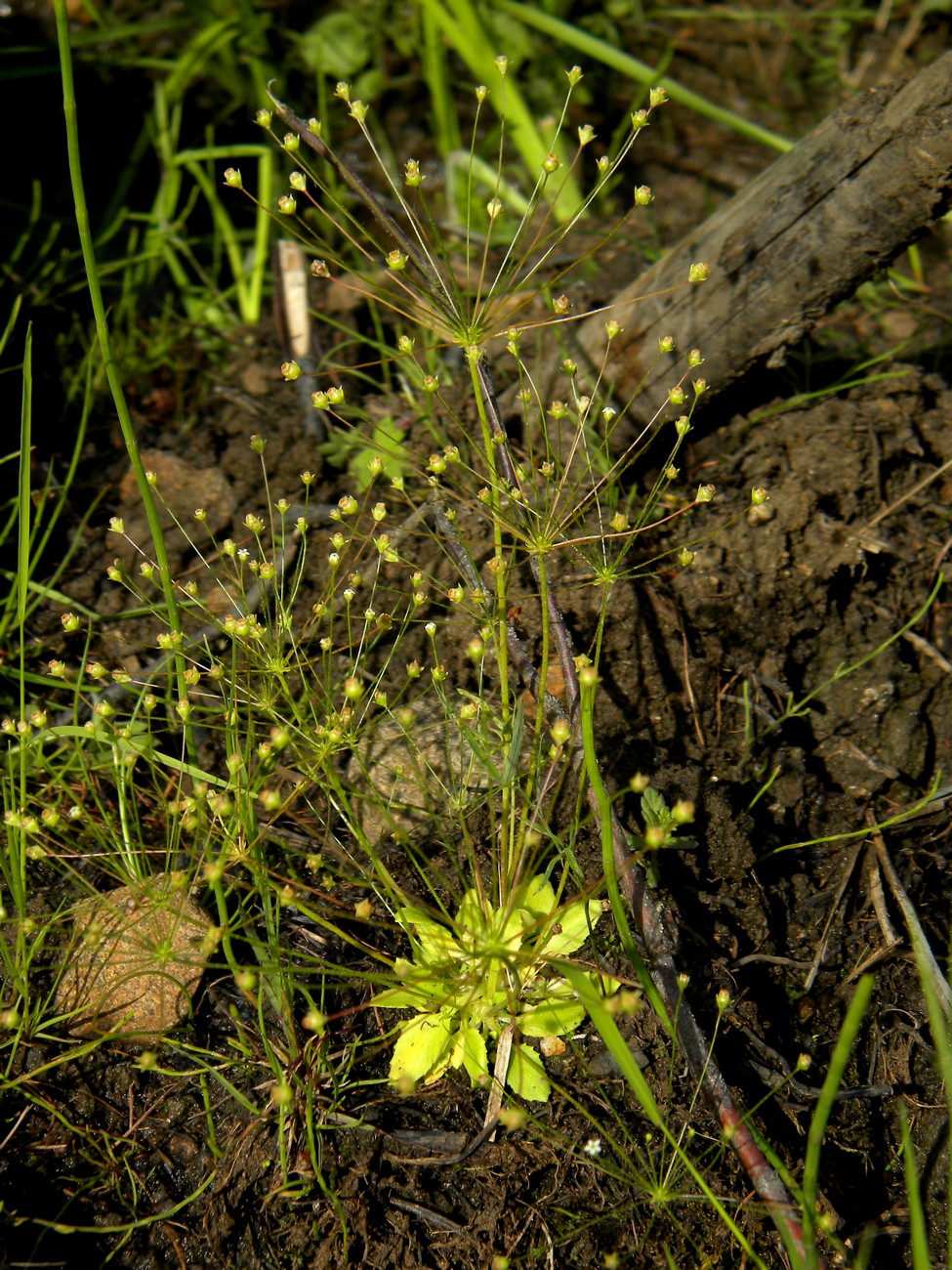 Изображение особи Androsace filiformis.