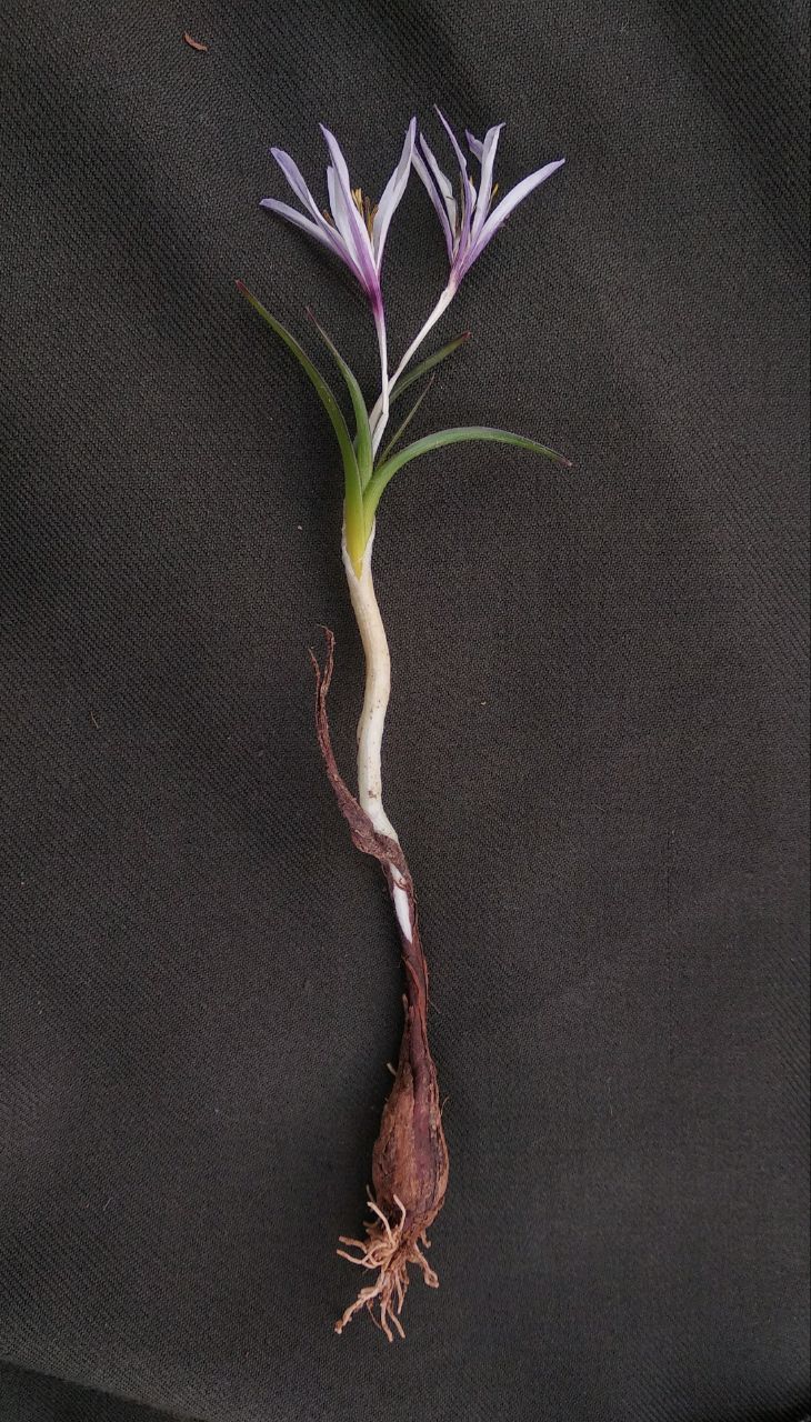 Image of Colchicum kesselringii specimen.