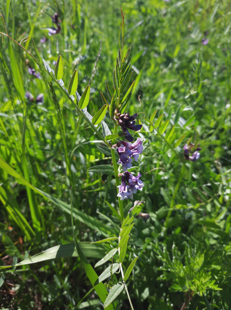 Image of Vicia sepium specimen.
