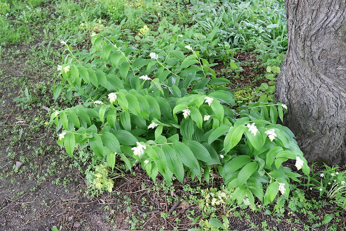 Изображение особи род Smilacina.