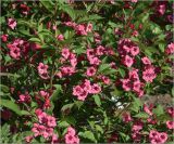 Weigela hybrida