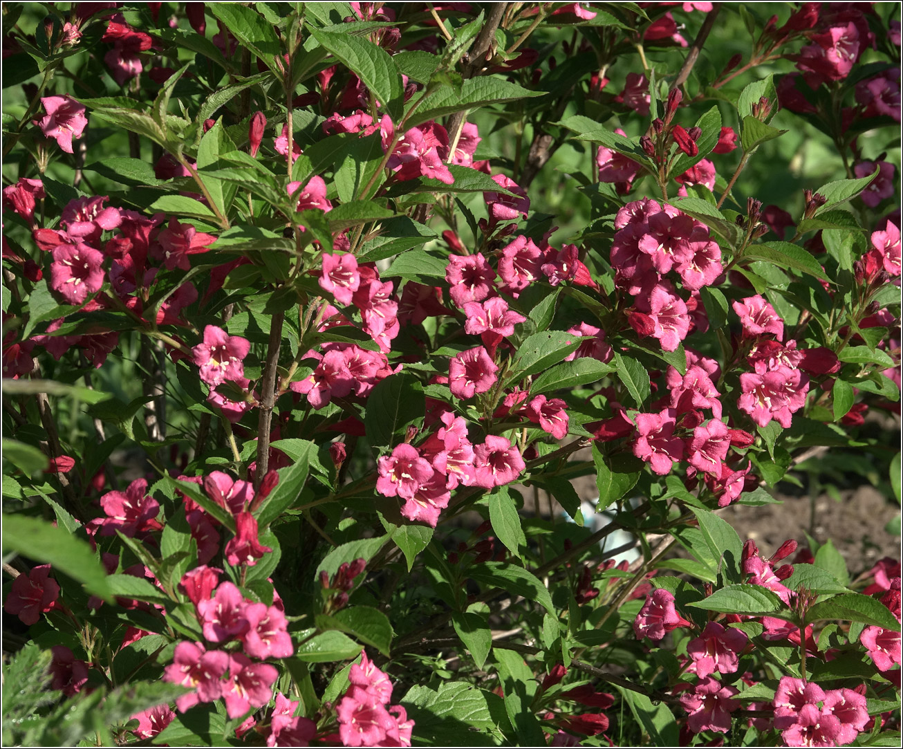 Image of Weigela hybrida specimen.