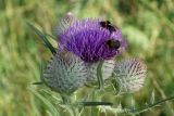 Cirsium polonicum