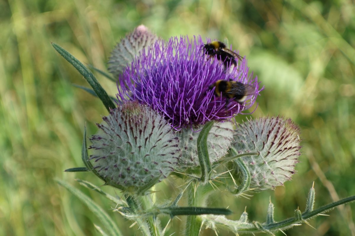 Image of Cirsium polonicum specimen.