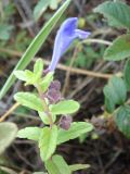genus Scutellaria. Верхушка цветущего растения. Сахалинская обл., Южно-Курильский р-н, песчаная сопка на Тихоокеанском побережье. 18.09.2010.
